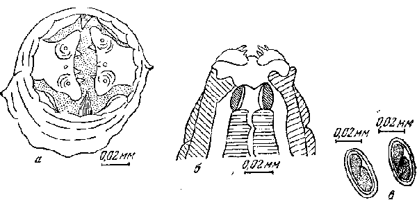 Cyrnea (Procymea) incerta (Smith, 1908) Chabaud, 1958