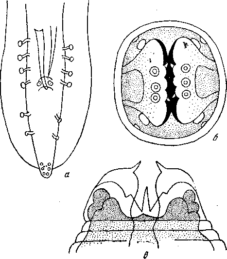 Cyrnea (Procyrnea) longistriata (Molin, 1859) Chabaud, 1958 (по Драше, 1884)