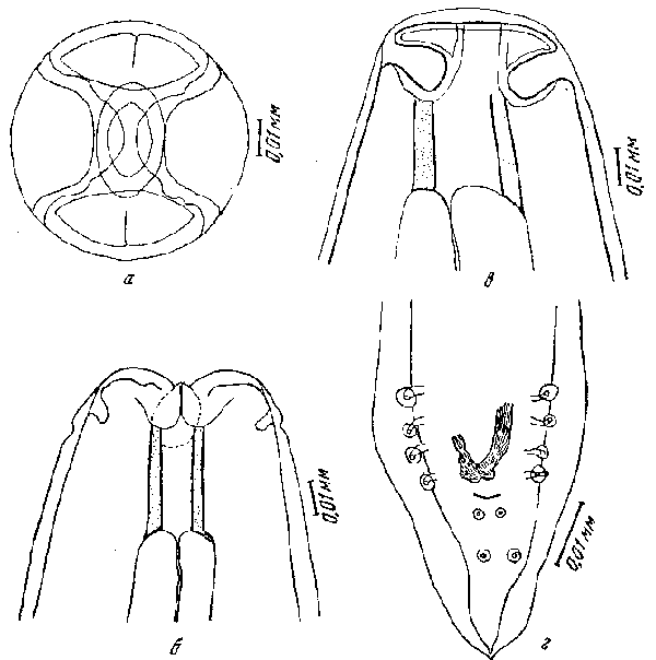 Cyrnea (Prccyrnea) magnilabiatum (Maplestone, 1932) Chabaud, 1958
