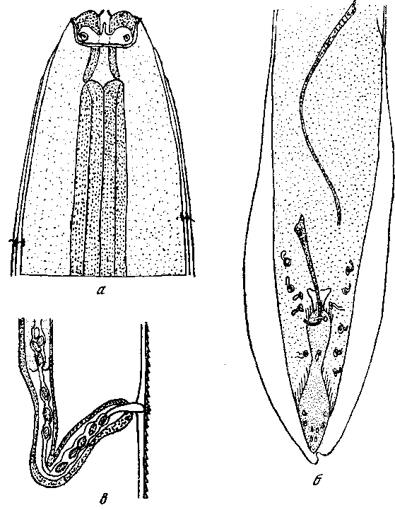 Cyrnea (Procyrnea) mansioni (Seurat, 1914) Chabaud, 1958