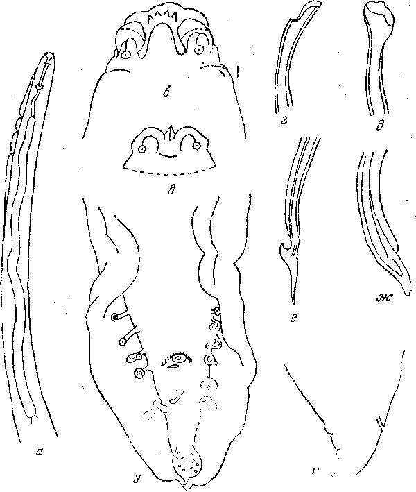 Cyrnea (Procymea) monoptera (Gendre, 1922) Chabaud, 1958 (по Жандру, 1922)
