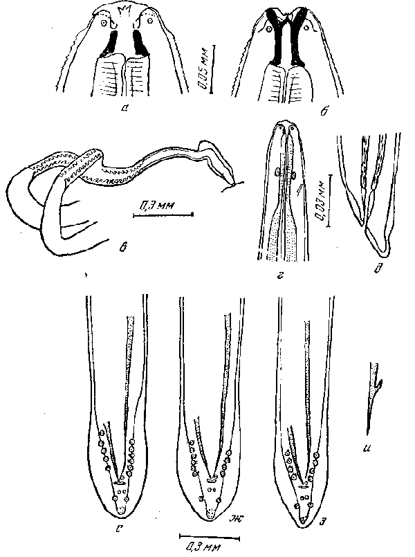 Cyrnea (Procyrnea) murrayi (Ortlepp, 1934) Chabaud, 1958 (по Ортлеппу, 1934)