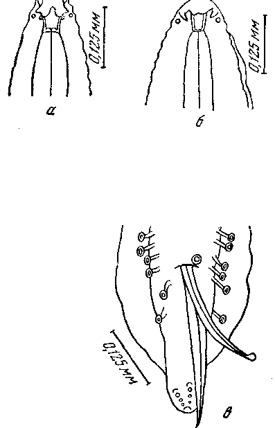 Cyrnea (Procyrnea) pileata (Walton, 1927) Chabaud, 1958