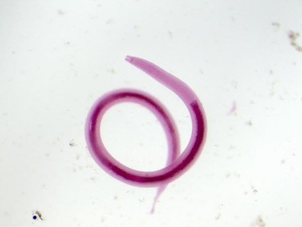 Диагноз Spirurinae