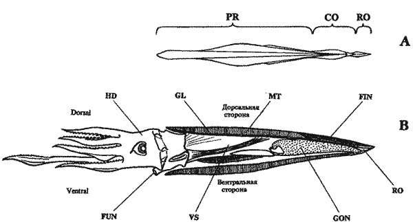Схема строения гладиуса и положение его в теле кальмара