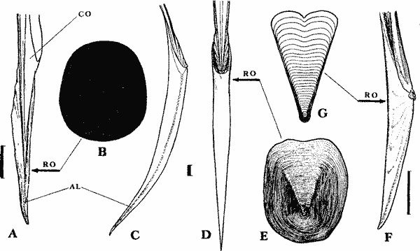 Примитивные рострумы современных кальмаров Примитивные рострумы современных кальмаров