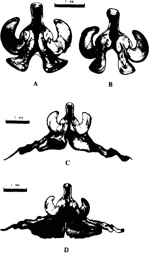  S. oualaniensis; различия во внутреннем строении гладиусов между кальмарами тропической (А,С) и красноморско-аравийской (В, D) группировок (самки с длиной мантии 24—26 см)