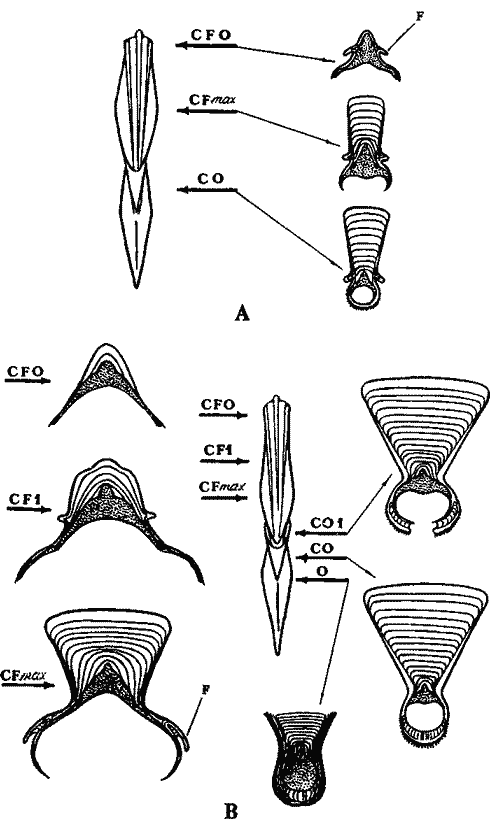 Два типа строения альвеолы в Onychoteuthidae Два типа строения альвеолы в Onychoteuthidae