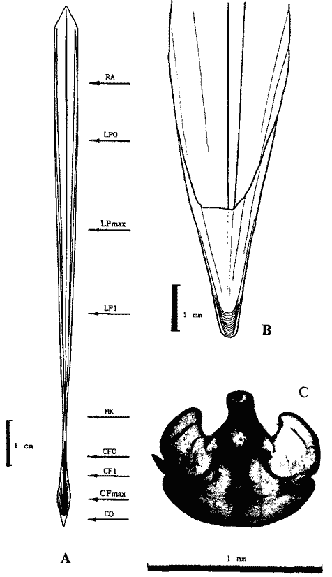 Строение гладиуса Sthenoteuthis oualaniensis, экваториальная группировка