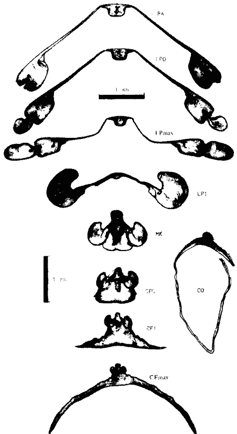 Sthenoteuthis oualaniensis (экземпляр тот же); поперечные срезы гладиуса