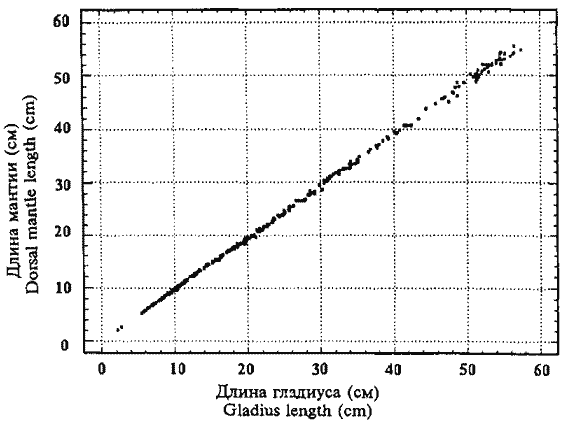 Sthenoteuthis oualaniensis (красноморско-аравийская группировка) Sthenoteuthis oualaniensis (красноморско-аравийская группировка)