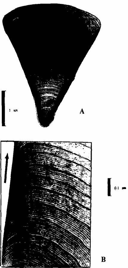 Kondakovia longimana (самец II стадии, длина мантии 29,0 см); поперечный срез рострума в области апикальной вершины конуса