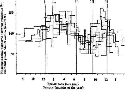 Индивидуальные кривые приростов рострума трех кальмаров Kondakovia longimana