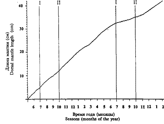 Kondakovia longimana; кривая линейного роста самки Kondakovia longimana; кривая линейного роста самки
