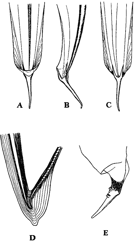 Редукция рострума у кальмаров Редукция рострума у кальмаров