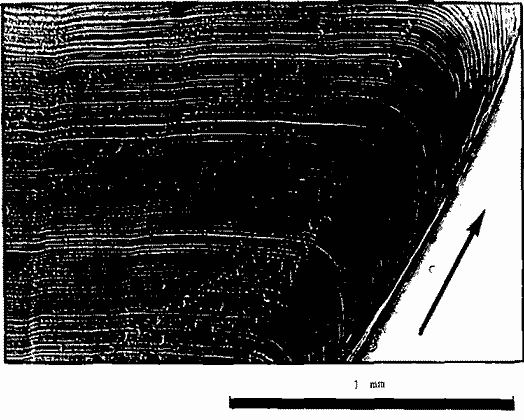 Moroteuthis ingens, участок поперечного среза рострума в области апикальной вершины конуса Moroteuthis ingens, участок поперечного среза рострума в области апикальной вершины конуса