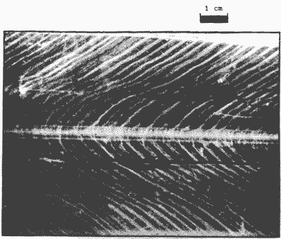 Sthenoteuthis oualaniensis, слои нарастания остракума на дорсальной стороне гладиуса