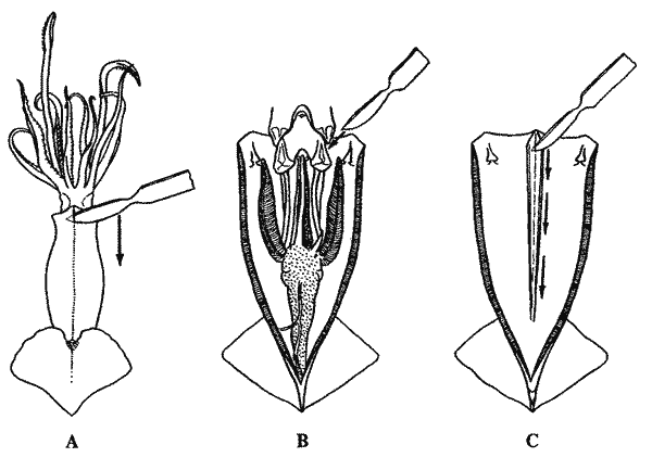  Извлечение гладиуса из мантии