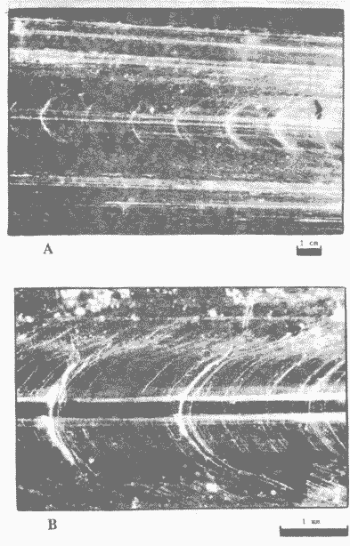 Дорсальная поверхность гладиуса Illex argentinus (самка III стадии; ДМ 23,8 см) Дорсальная поверхность гладиуса Illex argentinus (самка III стадии; ДМ 23,8 см)