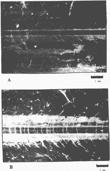 Todarodes sagittatus (самка II стадии зрелости, длина мантии 35,8 см) Todarodes sagittatus (самка II стадии зрелости, длина мантии 35,8 см)