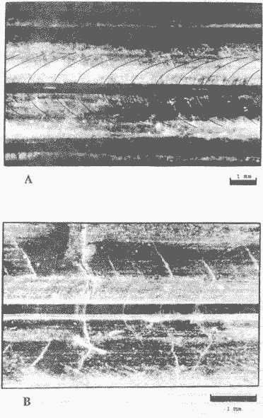 Ornithoteuthis volatilis; слои нарастания на дорсальной поверхности гладиуса зрелого самца (ДМ 13,5 см) Ornithoteuthis volatilis; слои нарастания на дорсальной поверхности гладиуса зрелого самца (ДМ 13,5 см)