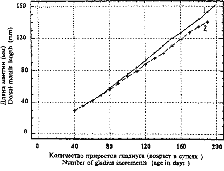 Ornithoteuthis volatilis; кривые размерного роста самок (1) и самцов (2), рассчитанные по гладиусам Ornithoteuthis volatilis; кривые размерного роста самок (1) и самцов (2), рассчитанные по гладиусам