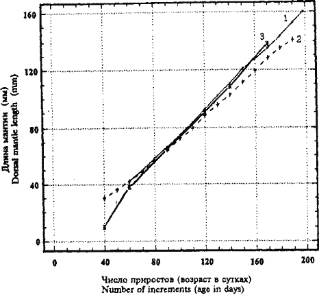 Кривые размерного группового роста кальмаров Ornithoteuthis volatilis (1, 2) и Ornithoteuthis antillarum (3) Кривые размерного группового роста кальмаров Ornithoteuthis volatilis (1, 2) и Ornithoteuthis antillarum (3)