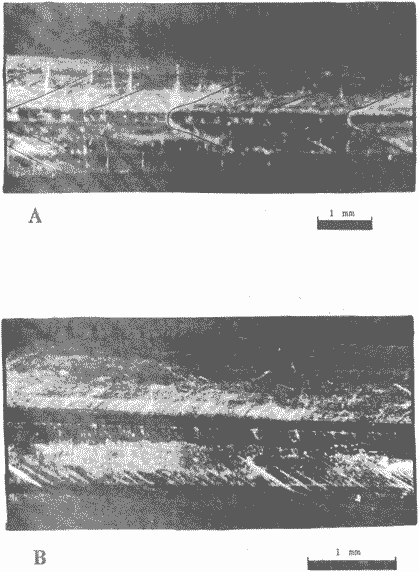 Hyaloteuthis pelagica; слои нарастания на гладиусе зрелого самца (ДМ 6,3 см) Hyaloteuthis pelagica; слои нарастания на гладиусе зрелого самца (ДМ 6,3 см)