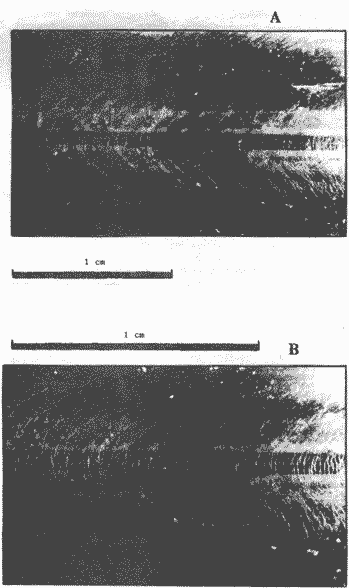 Dosidicus gigas (самка III стадии, ДМ 23,3 см); слои нарастания на дорсальной поверхности гладиуса Dosidicus gigas (самка III стадии, ДМ 23,3 см); слои нарастания на дорсальной поверхности гладиуса