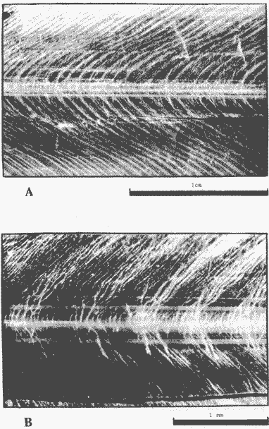 Sthenoteuthis oualaniensis (зрелый самец тропической группировки, ДМ 34,2 см); слои нарастания на дорсальной поверхности гладиуса Sthenoteuthis oualaniensis (зрелый самец тропической группировки, ДМ 34,2 см); слои нарастания на дорсальной поверхности гладиуса