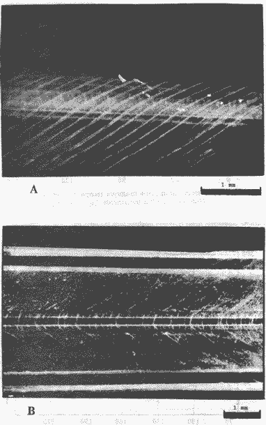 Sthenoteuthis oualaniensis; структура дорсальной поверхности гладиуса Sthenoteuthis oualaniensis; структура дорсальной поверхности гладиуса