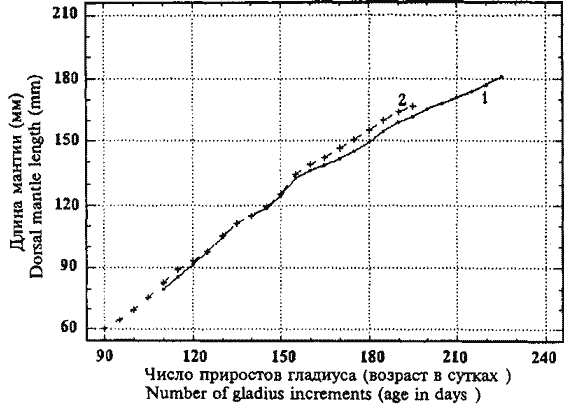 Sthenoteuthis oualaniensis (тропическая группировка); индивидуальные кривые линейного роста двух зрелых самцов: 1 - 18,1; 2 - 17,1 см Sthenoteuthis oualaniensis (тропическая группировка); индивидуальные кривые линейного роста двух зрелых самцов: 1 - 18,1; 2 - 17,1 см