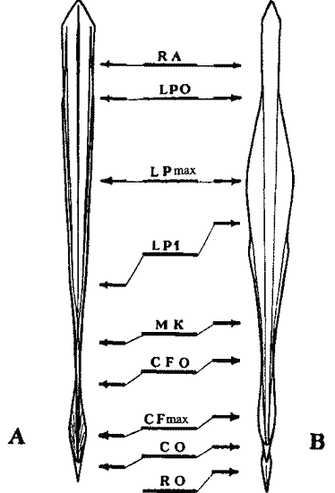 Стандартное положение срезов гладиуса Стандартное положение срезов гладиуса