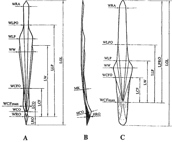 Схема промеров гладиусов кальмаров А, В и сепиолид С Схема промеров гладиусов кальмаров А, В и сепиолид С