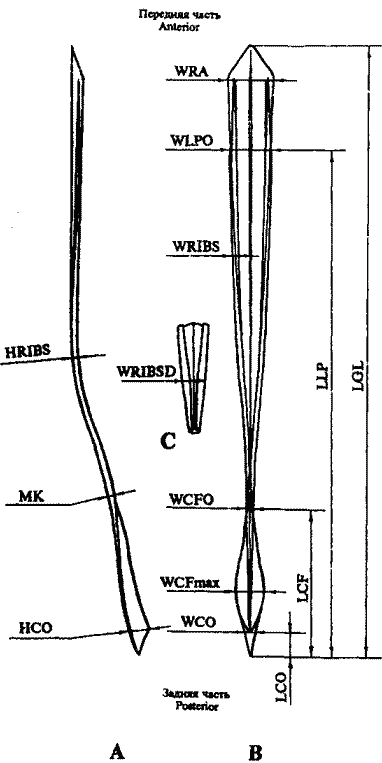 Схема промеров гладиуса оммастрефид Схема промеров гладиуса оммастрефид