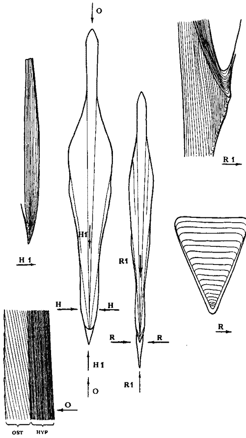 Положение срезов гладиуса при подсчете приростов различных раковинных слоев Положение срезов гладиуса при подсчете приростов различных раковинных слоев