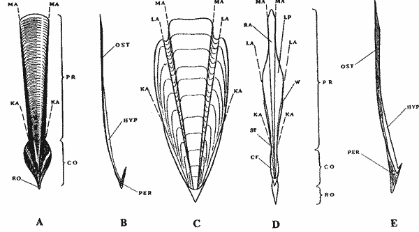 Schematic view of a gladius and its position in squid's body