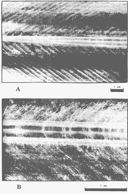 Sthenoteuthis oualaniensis (сем. Ommastrephidae)