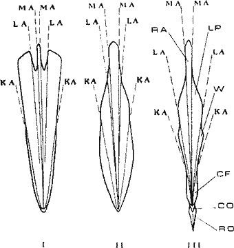 Морфологические типы строения гладиусов кальмаров