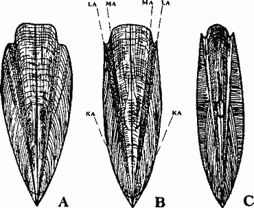 Гладиусы ископаемых кальмаров