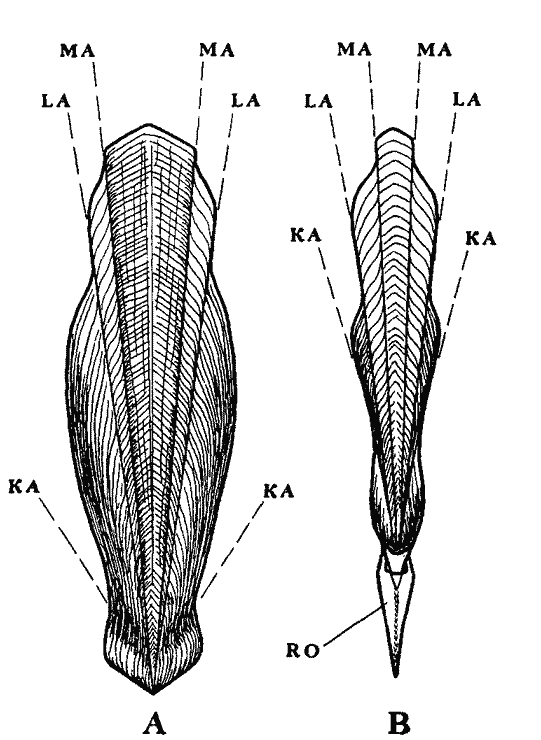 Гладиусы онихотевтидного подтипа Гладиусы онихотевтидного подтипа