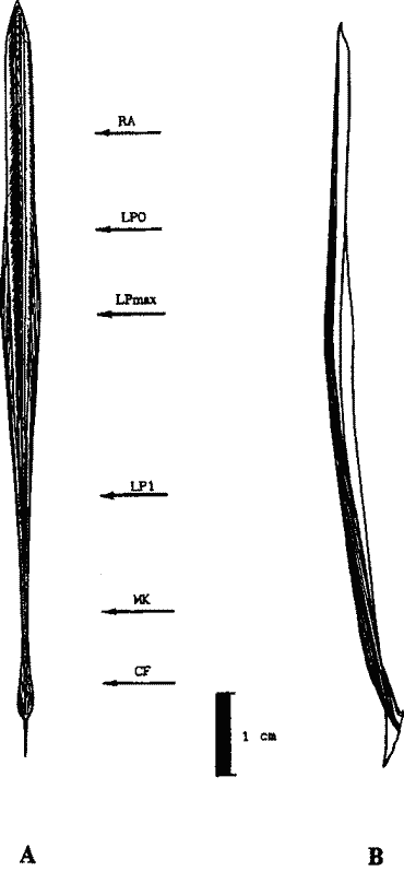 Гладиус Onychoteuthis banksi banksi [Leach, 1817] (самка III стадии зрелости, длина мантии 9,9 см)