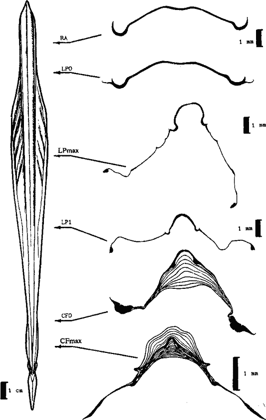 Гладиус Kondakovia longimana; внешний вид с вентральной стороны и поперечные срезы Гладиус Kondakovia longimana; внешний вид с вентральной стороны и поперечные срезы