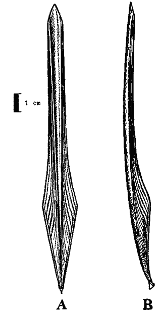Гладиус Onykia carriboea (LeSueur, 1821)