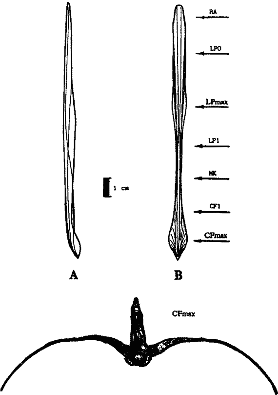 Гладиус Lycoteuthis diadema (Chun, 1903) (зрелая самка; длина мантии 14,9 см) Гладиус Lycoteuthis diadema (Chun, 1903) (зрелая самка; длина мантии 14,9 см)