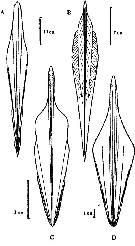 Гладиусы онихотевтидного подтипа без рострума