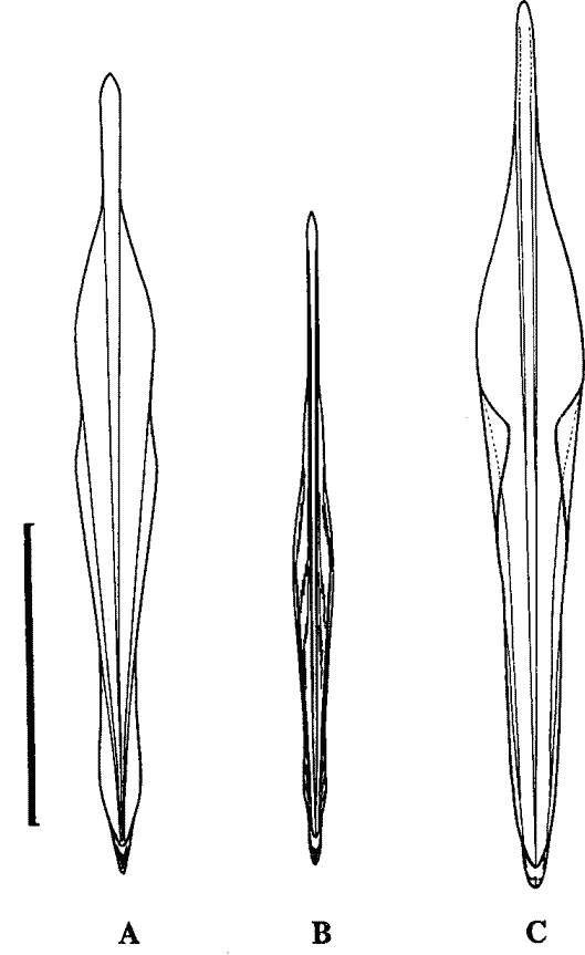 Гладиусы онихотевтидного подтипа без рострума