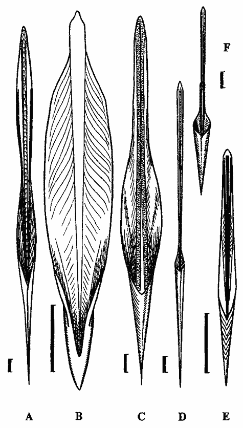 Гладиусы кальмаров сем. Enoploteuthidae