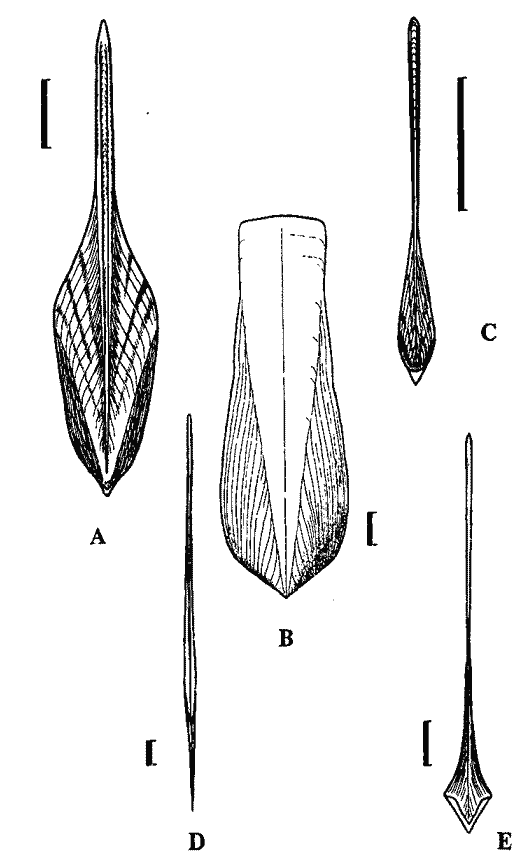 Гладиусы хиротевтидного подтипа Гладиусы хиротевтидного подтипа