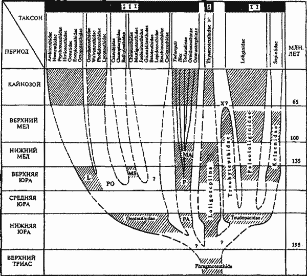 Гладиусы кранхиидного подтипа